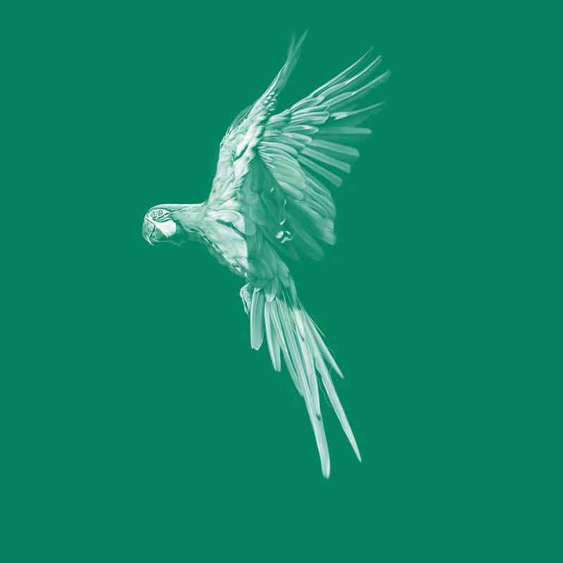 Blue-and-yellow Macaw
