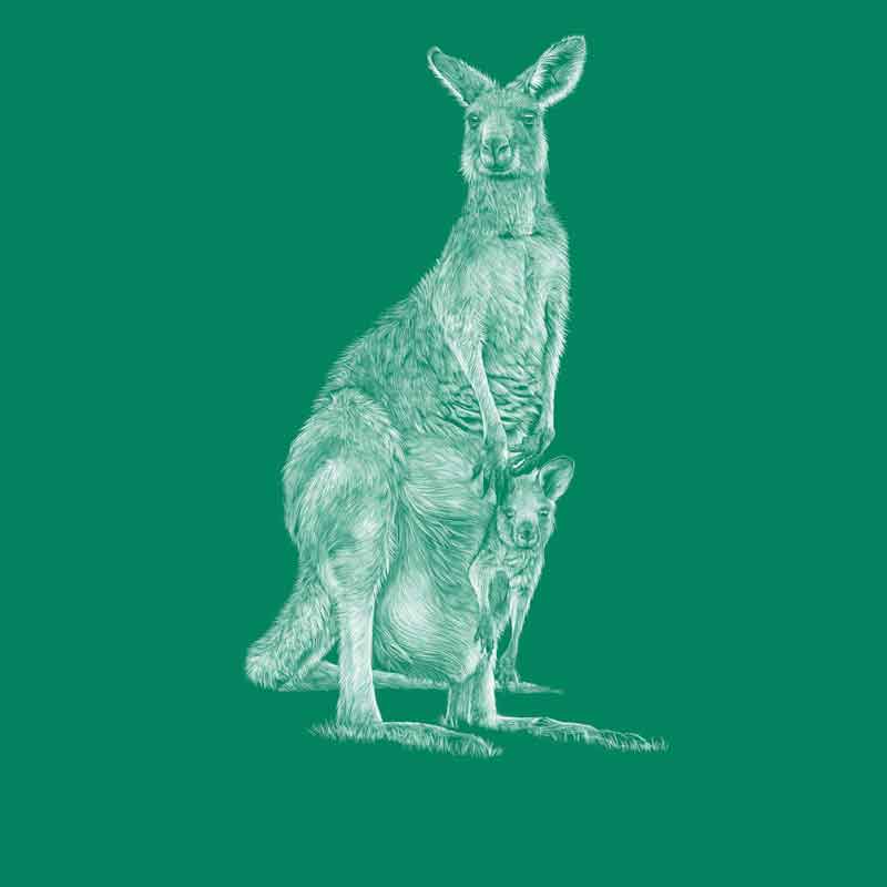 Bennet’s wallaby