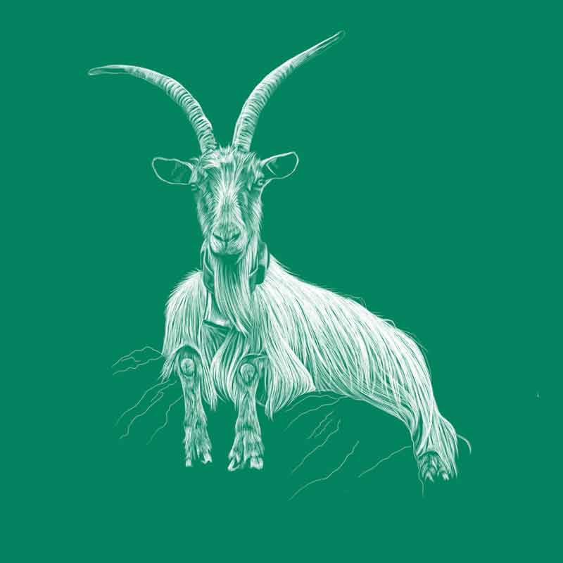 Orobica goat