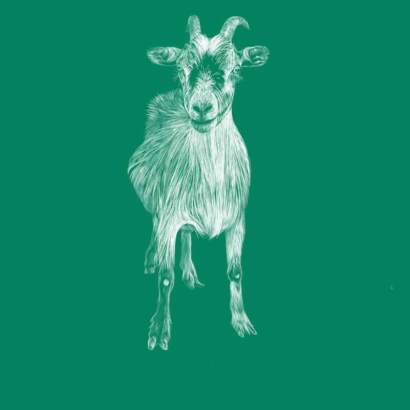 Tibetan goat