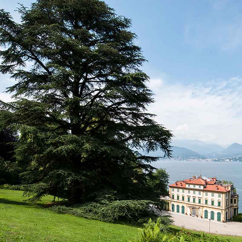 Lebanon cedar