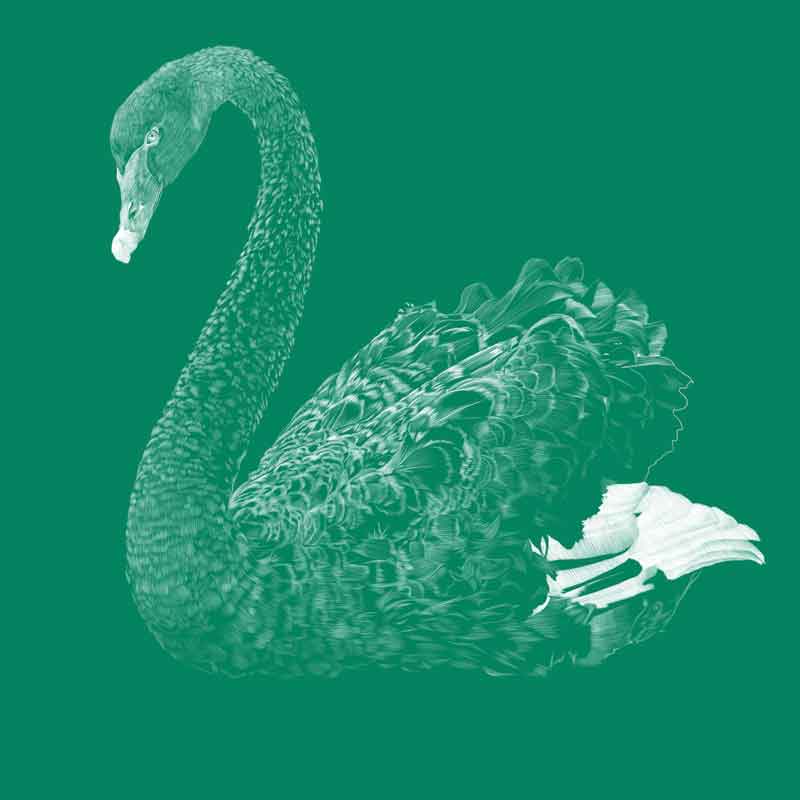 Black swan