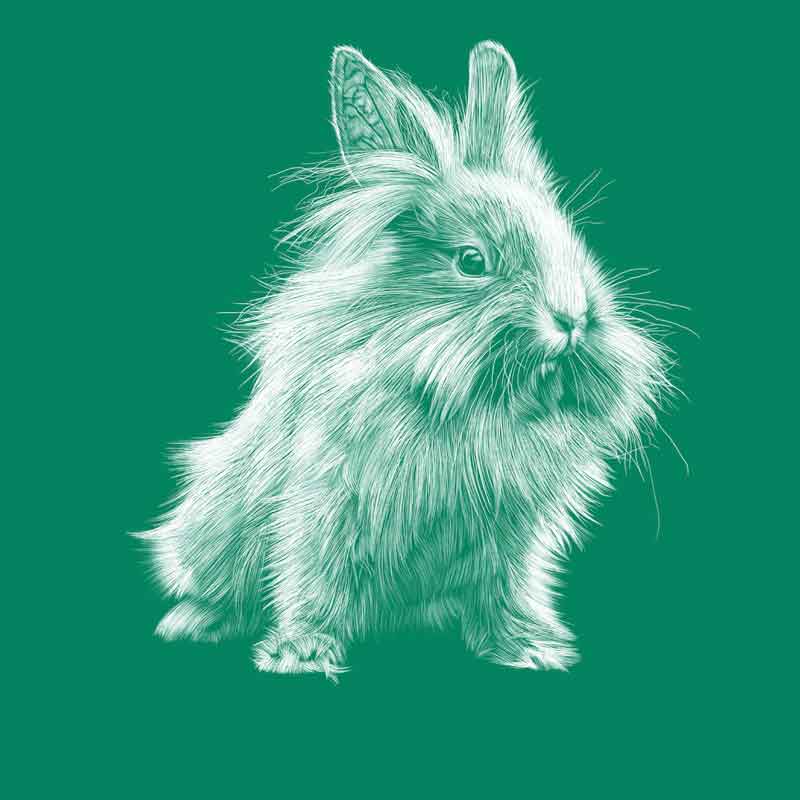 Dwarf rabbit