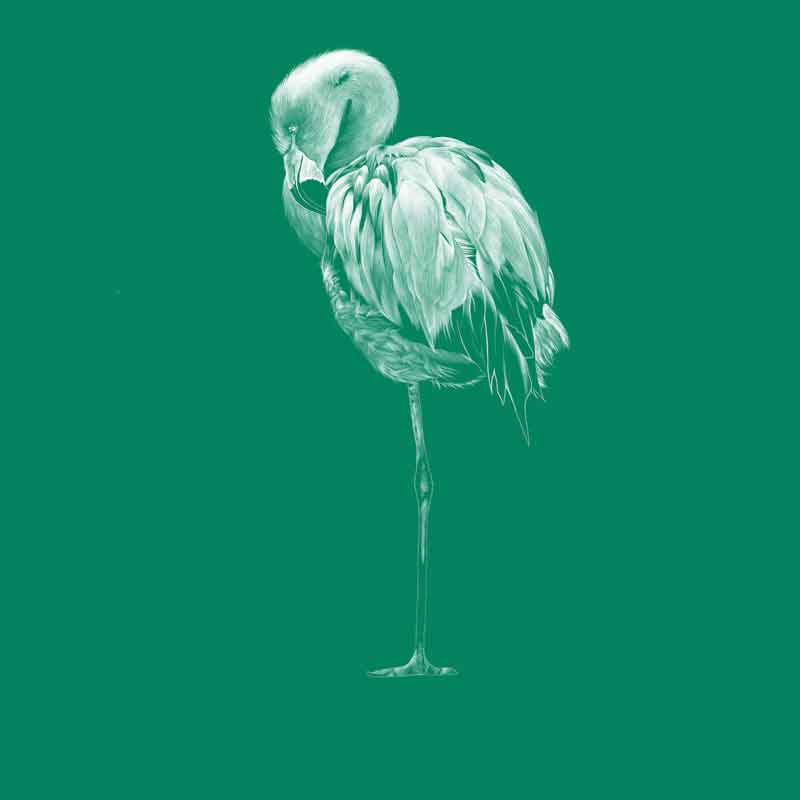 Chilean flamingo