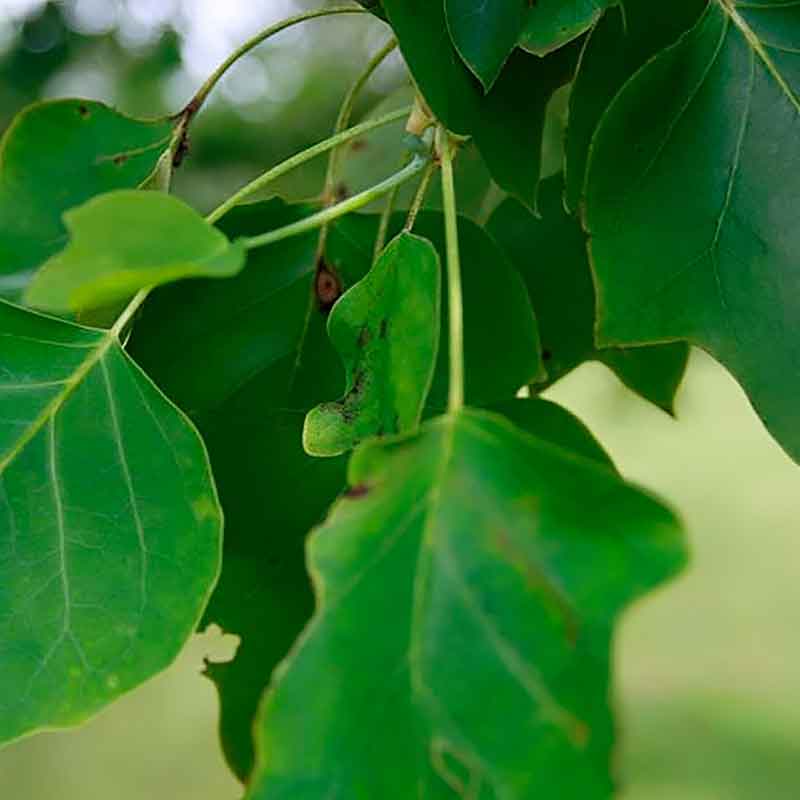 Liriodendron
