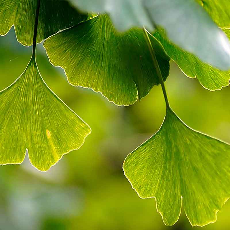 Ginkgo Biloba