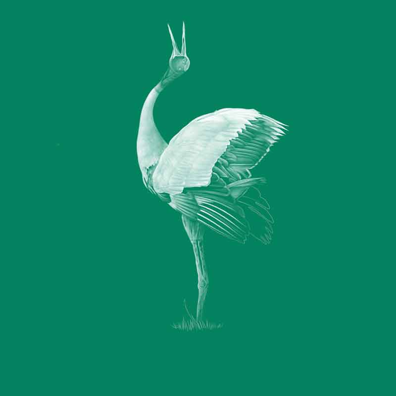 Sarus crane