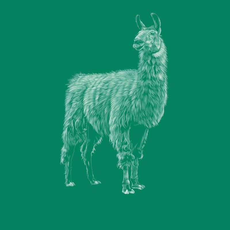 Llama