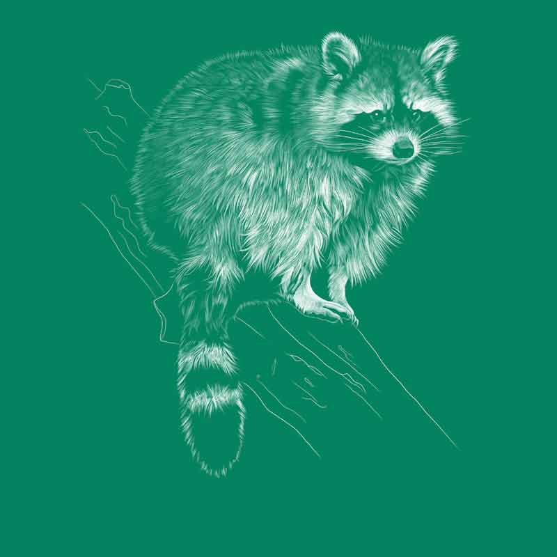 Raccoon