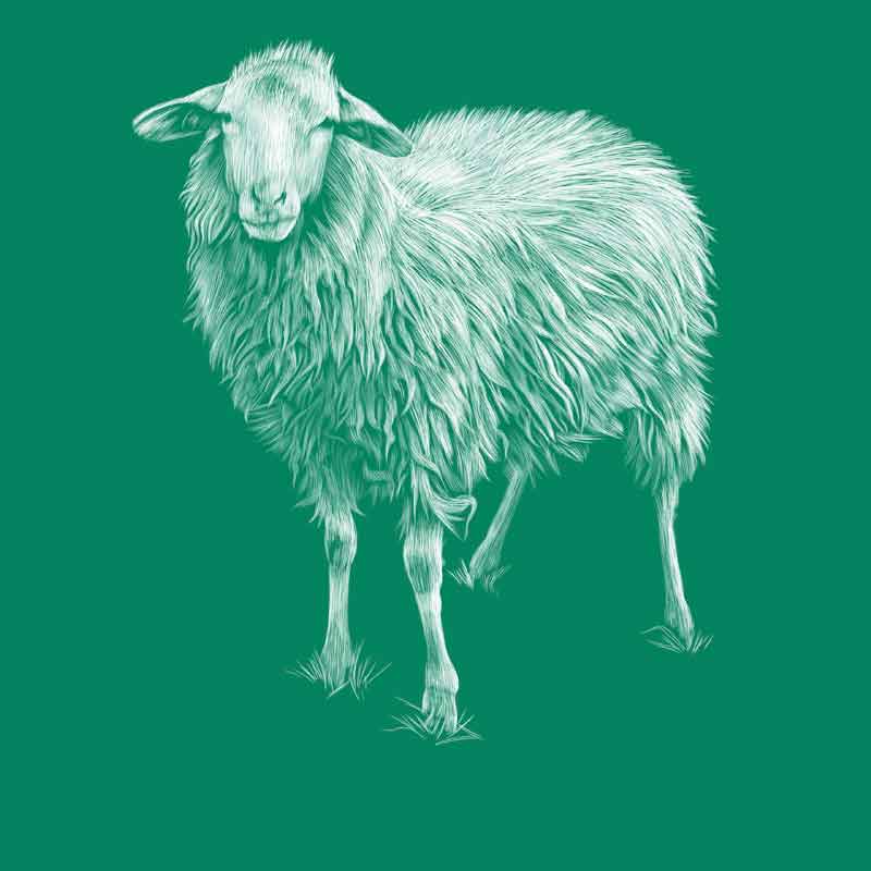 Saltasassi sheep