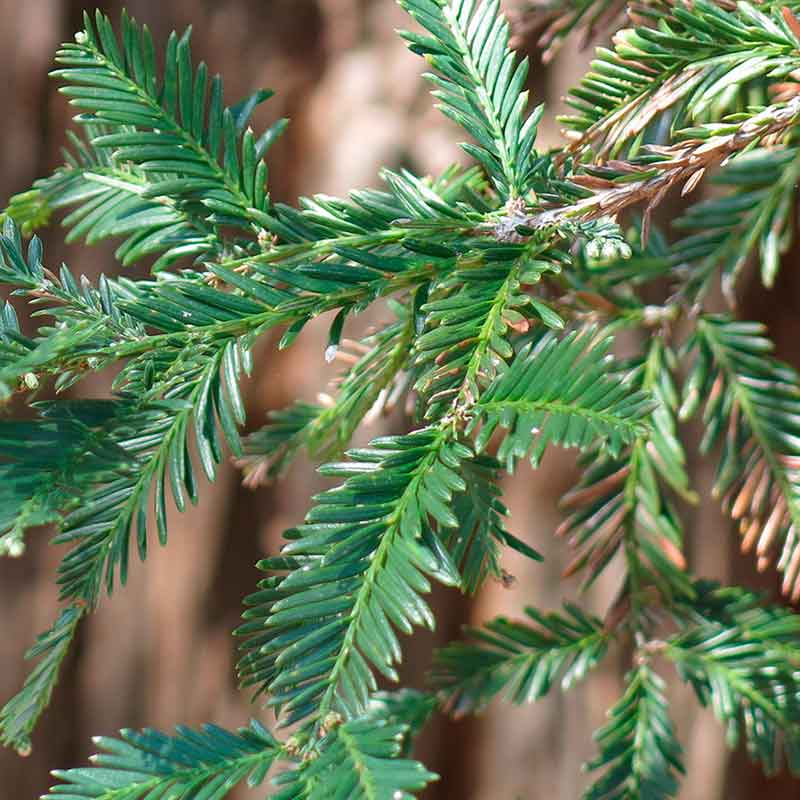 Sequoia