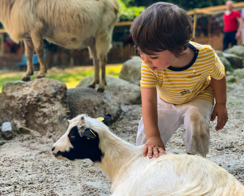 The Farm’s Goats