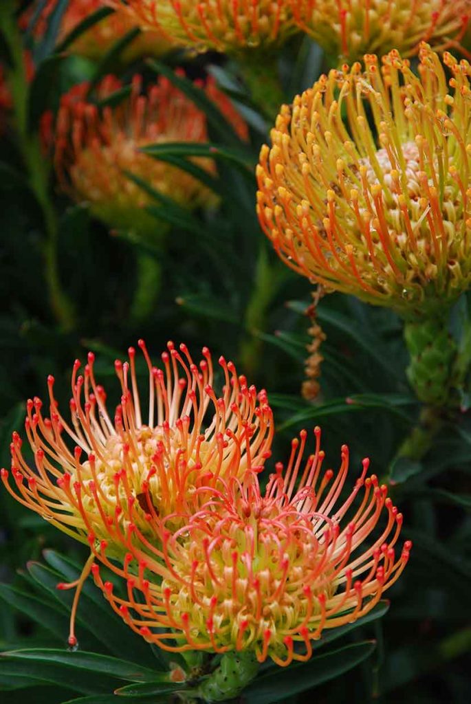Isola-Madre Terrazza-Protea