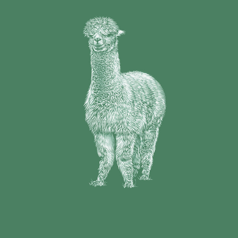 Alpaca