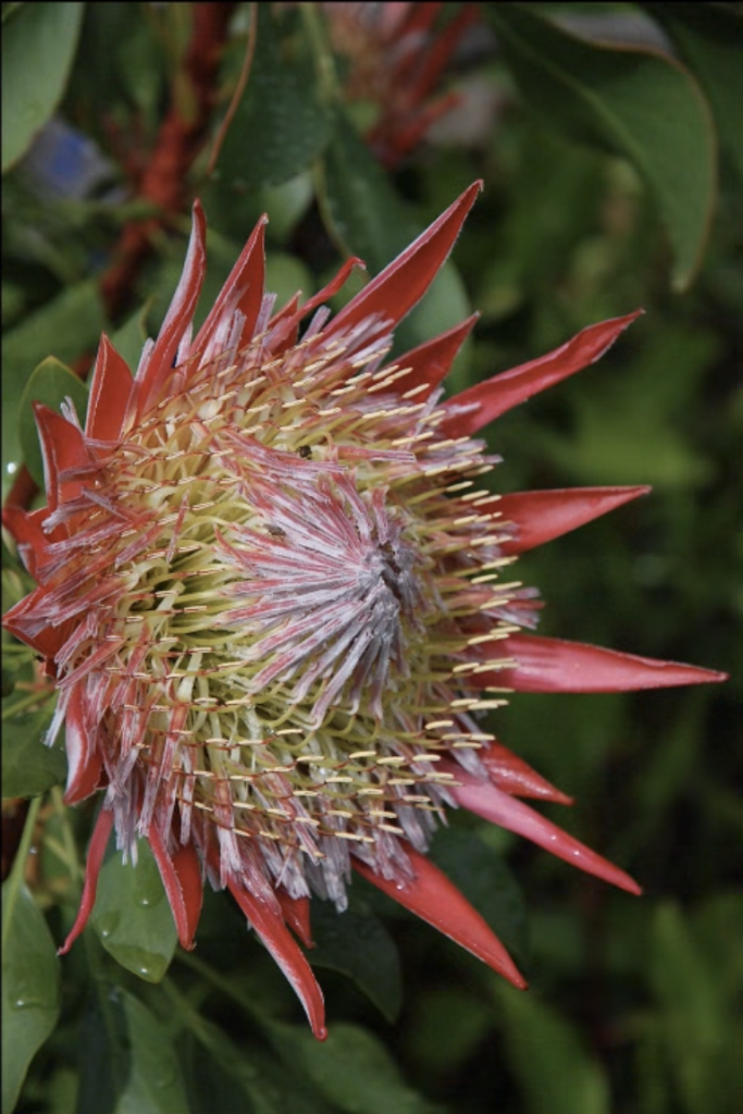 Isola-Madre Terrazza-Protea