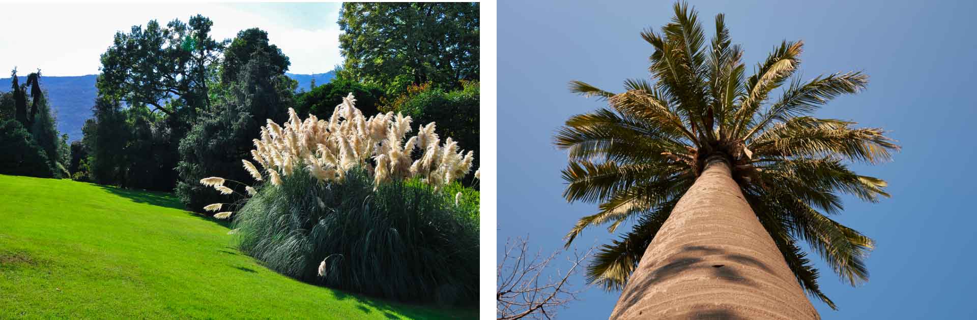 LES JARDINS BOTANIQUES DE L’ISOLA MADRE
