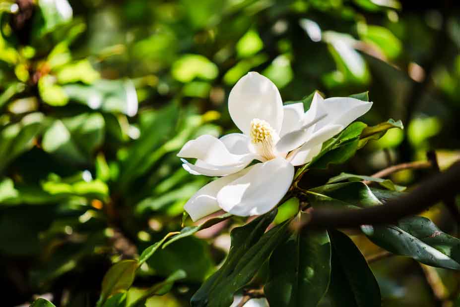 LES JARDINS BOTANIQUES DE L’ISOLA MADRE