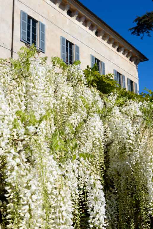LES JARDINS BOTANIQUES DE L’ISOLA MADRE