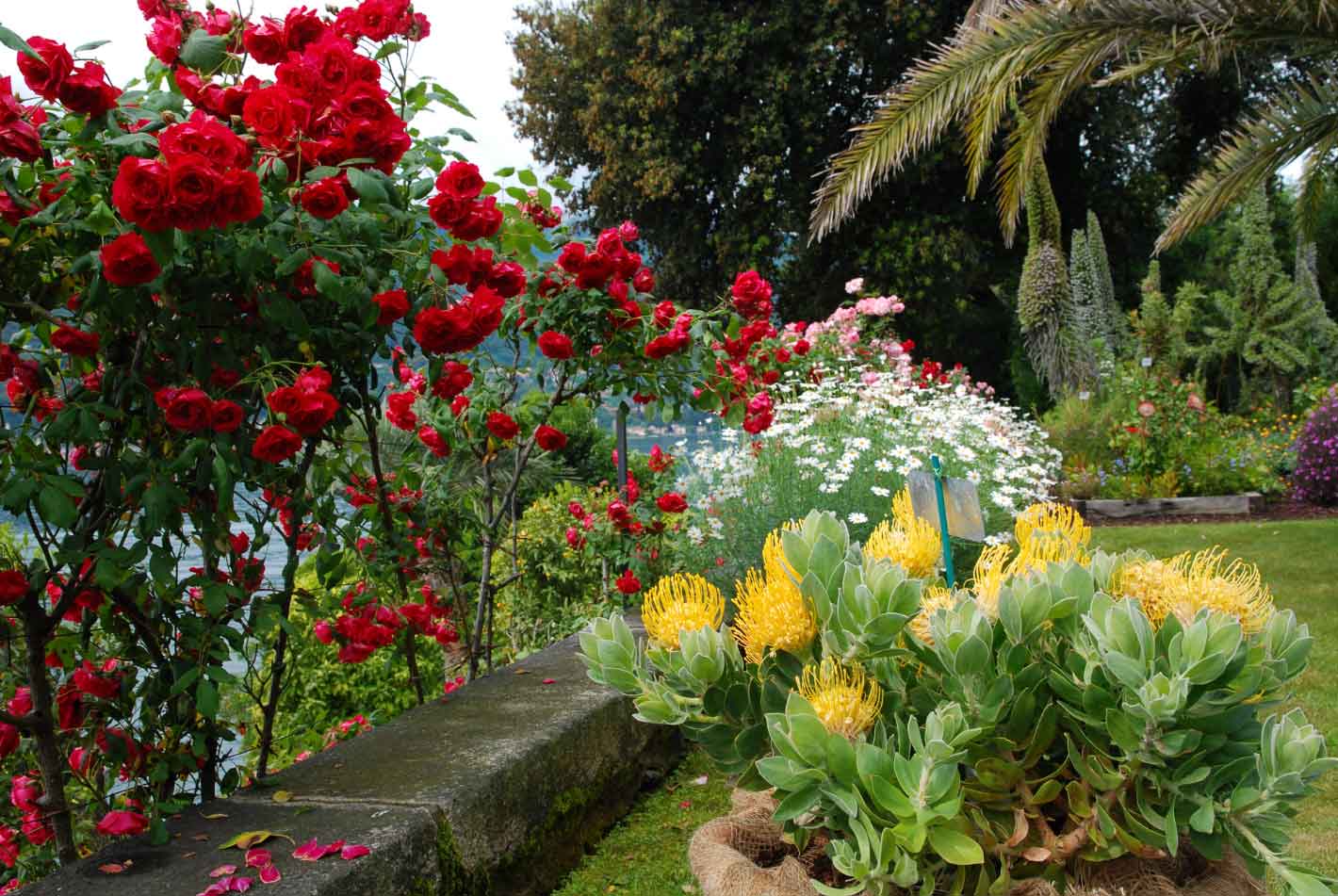 LES JARDINS BOTANIQUES DE L’ISOLA MADRE
