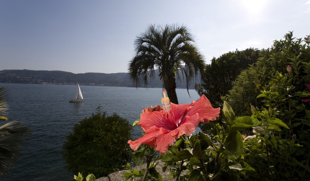 Tropische, zarte Schönheit der Hawaii-Blume auf der Isola Madre