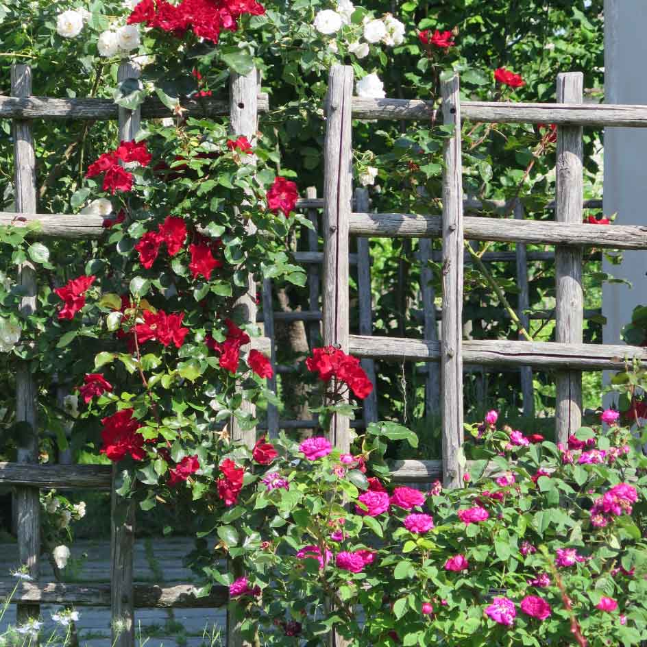 IL GIARDINO MEDIEVALE DELLA ROCCA DI ANGERA