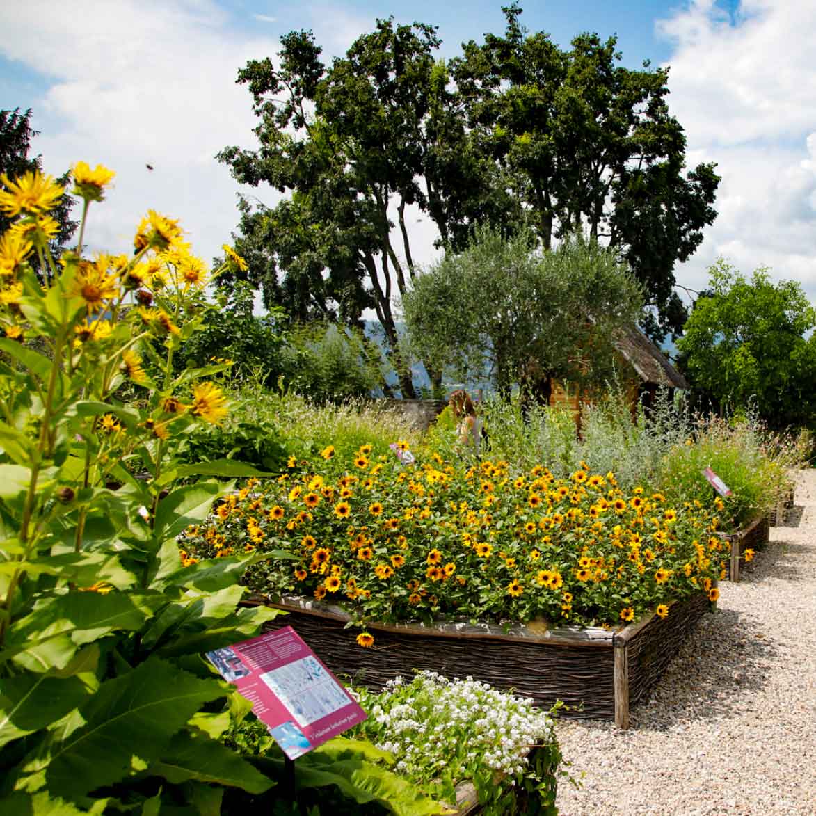 IL GIARDINO MEDIEVALE DELLA ROCCA DI ANGERA