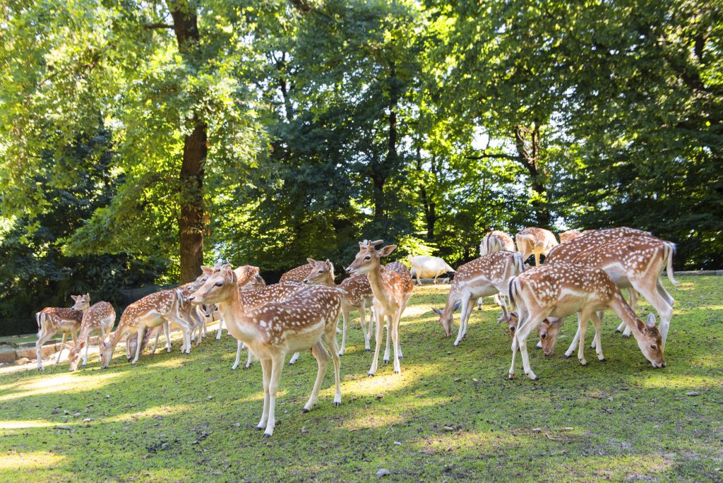 Parco Pallavicino